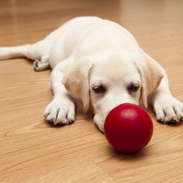 Dog-and-ball
