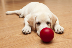 Dog-and-ball