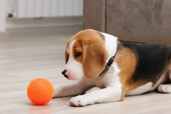 Dog with orange ball toy